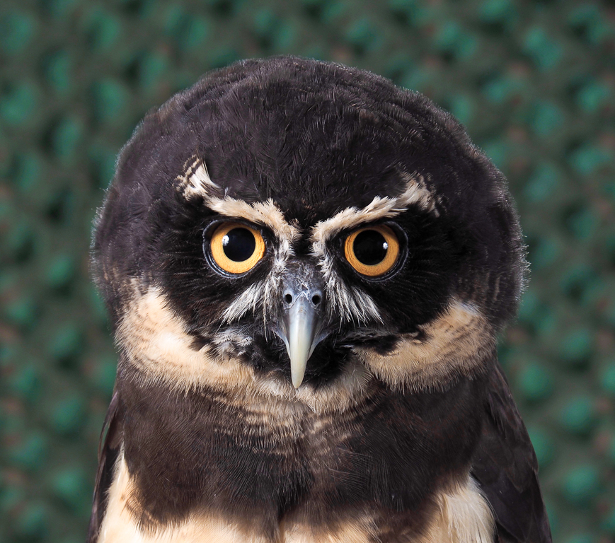 Traditional In Class B By Ross Lanius For Spectacled Owl OCT-2018.jpg